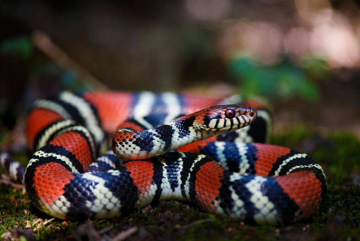 Milk Snake