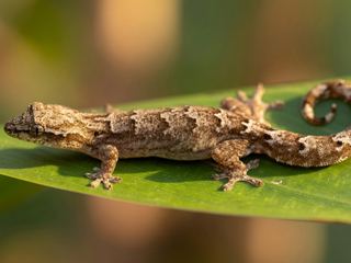 Mourning Gecko