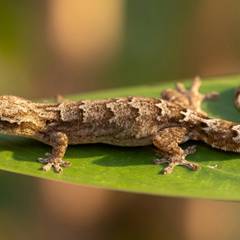 Mourning Gecko