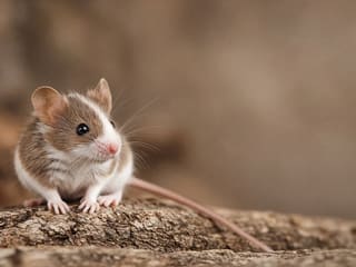 Fancy Mouse