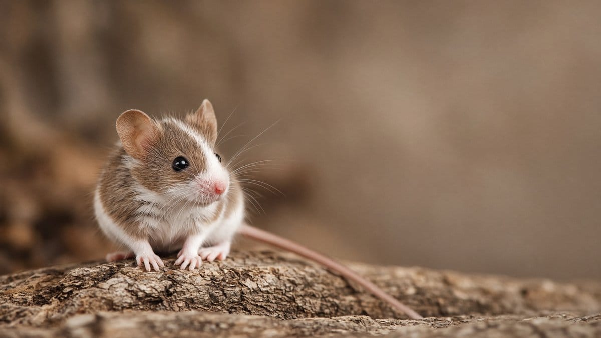 Mouse - Small Mammals