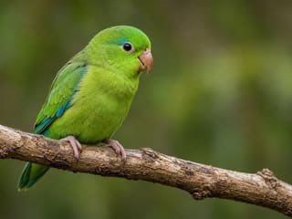 Parrotlet
