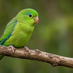 Parrotlet