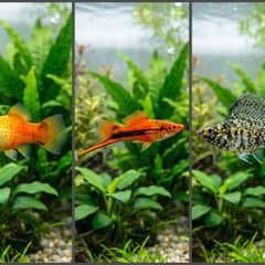 Grid of a platy, swordtail, and molly fish