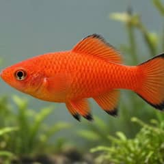 Platy