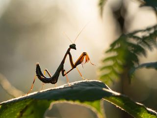 Praying Mantis