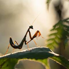 Praying Mantis