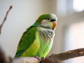 Quaker Parakeet