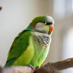 Quaker Parakeet