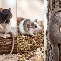 Grid of a fancy rat, fancy mouse, and flying squirrel