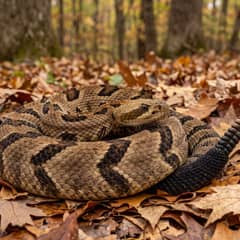 Timber rattlesnake coiled on fallen autumn leaves with its rattle raised