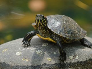 Red-Eared Slider