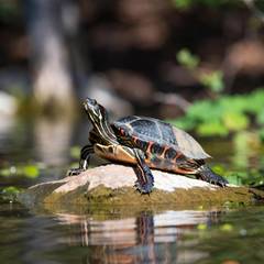 Red-eared slider turtle basking on a rock