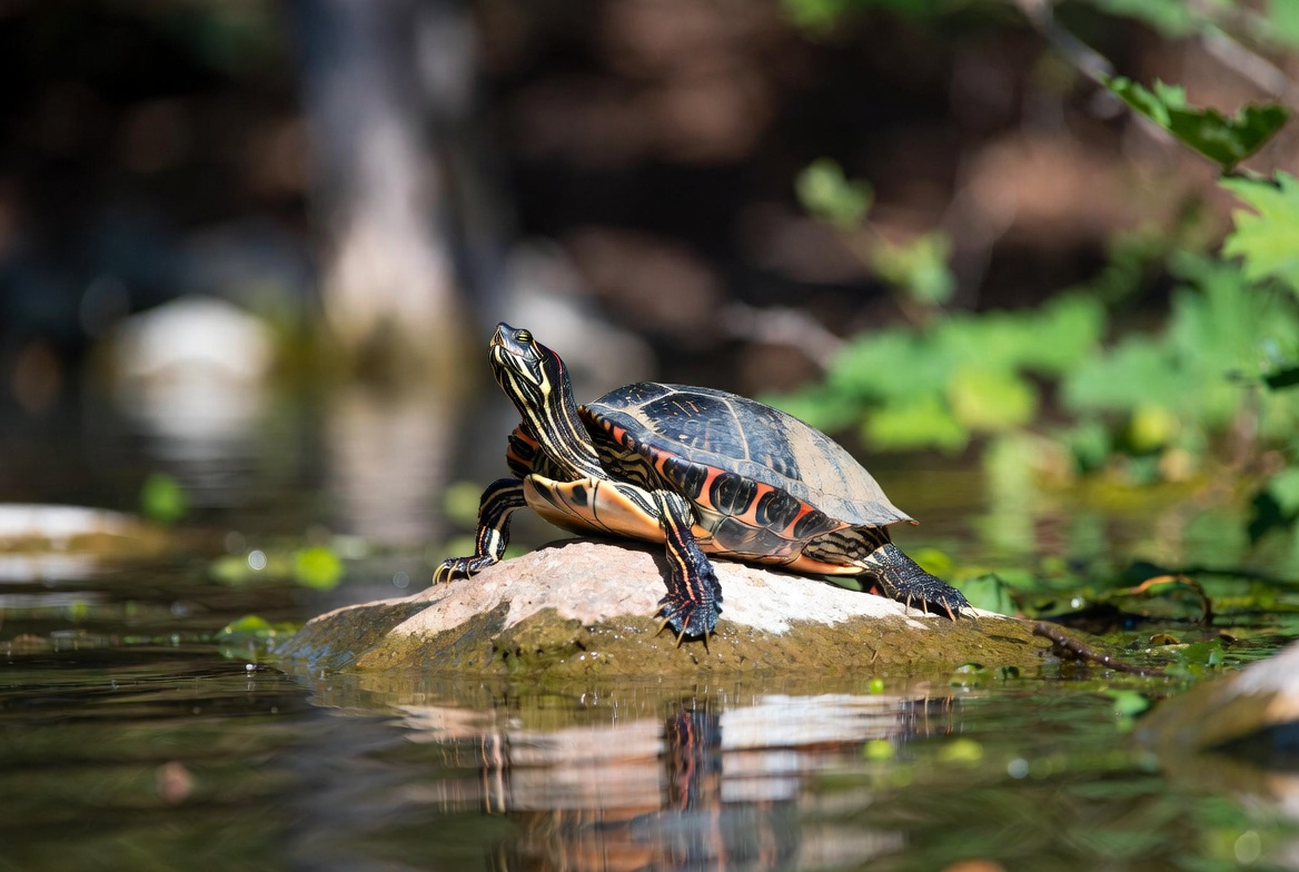 Red-eared slider turtle basking on a rock