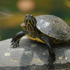 Red-Eared Slider