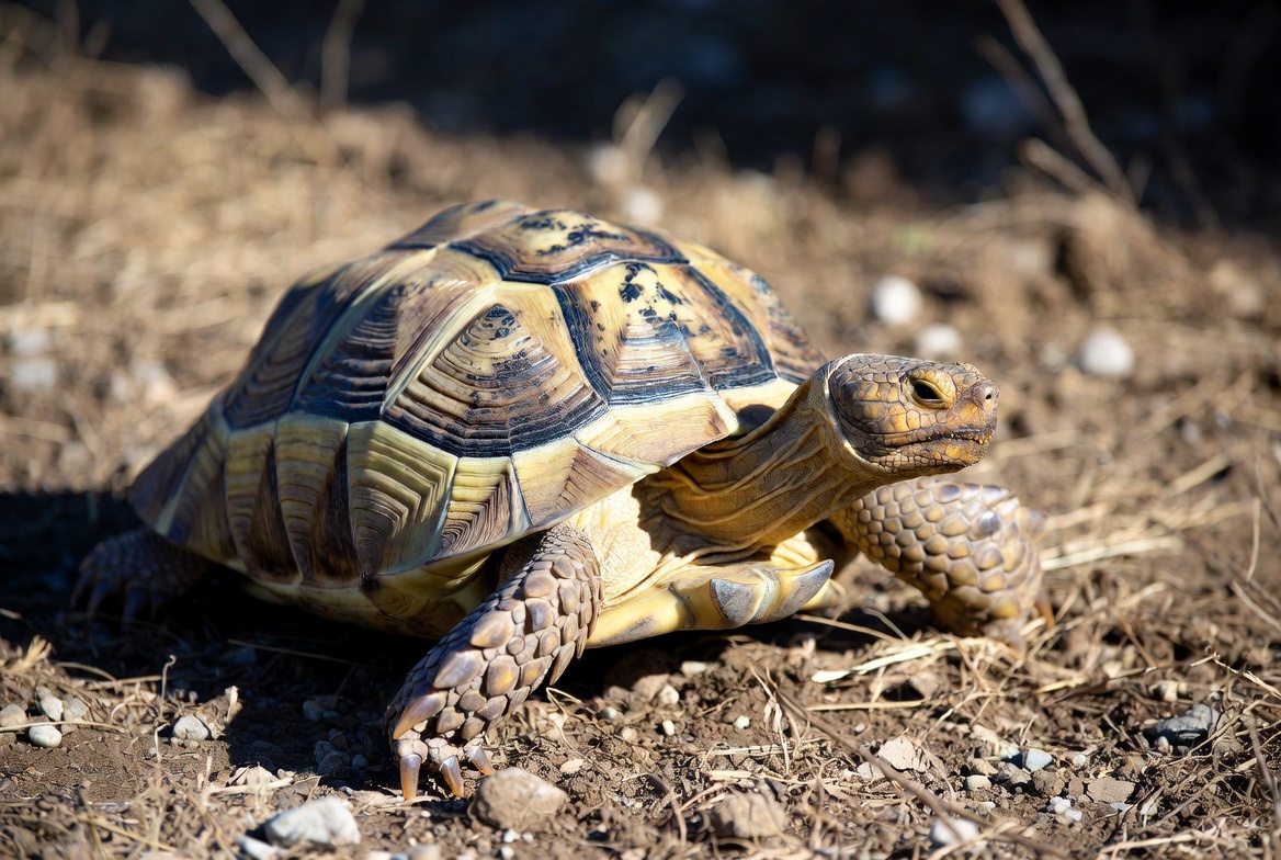 Russian tortoise walking across dry ground with its head raised