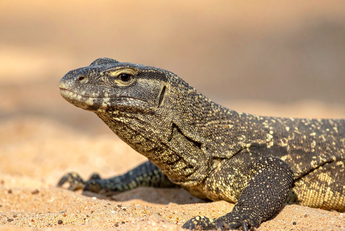 Savannah monitor on sand in close profile, its blunt snout, heavy neck and yellow-speckled grey scales clearly visible