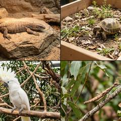 Savannah monitor, Russian tortoise, cockatoo, and stick insect shown side by side