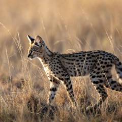 Serval Laws by State: Bans, Permits and the Savannah Split