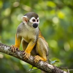 Squirrel monkey sitting on a branch with its yellow forearms and legs, gray back and black muzzle in view