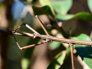 Stick Insect