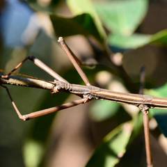 Stick Insect