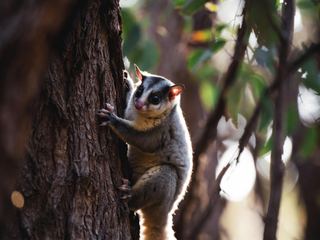 Sugar Glider