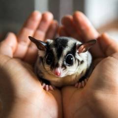 Sugar glider held gently in cupped hands