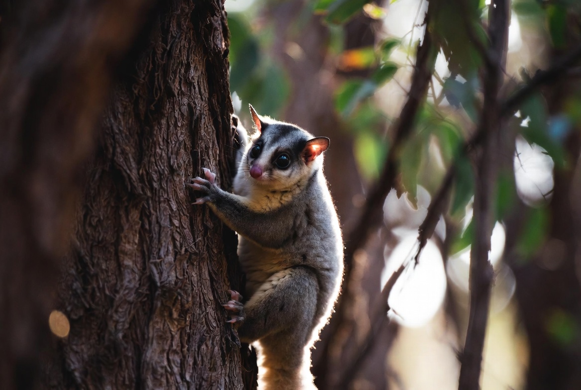 Sugar Glider