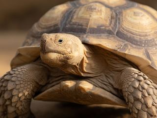 Sulcata Tortoise