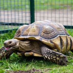 Sulcata tortoise grazing outdoors