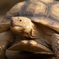 Sulcata Tortoise