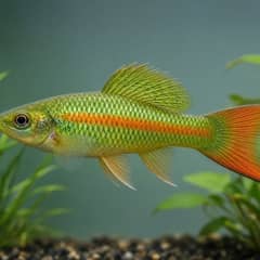 Swordtail