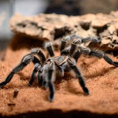 Tarantula on coconut fiber substrate in a glass terrarium, cork bark behind it
