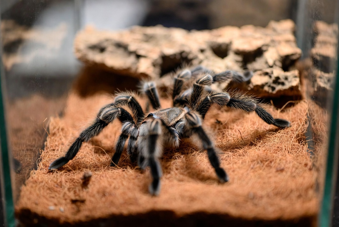 Tarantula on coconut fiber substrate in a glass terrarium, cork bark behind it