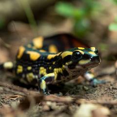 Tiger salamander with yellow and black blotched pattern, representing its legal status