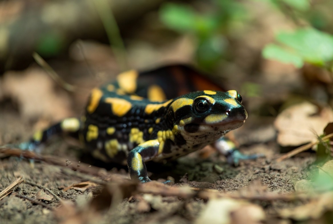 Tiger salamander with yellow and black blotched pattern, representing its legal status
