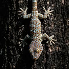Tokay gecko clinging head-down to a tree trunk, showing its orange-spotted blue skin