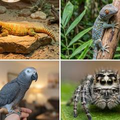 Uromastyx, tokay gecko, African grey parrot, and jumping spider shown side by side