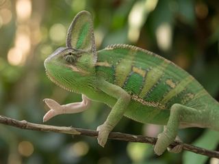 Veiled Chameleon