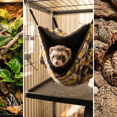 Veiled chameleon, ferret, and Western hognose snake shown side by side