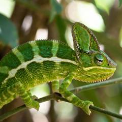 Veiled chameleon gripping a branch with its casque and striped flank visible