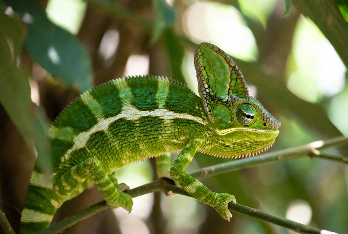 Veiled chameleon gripping a branch with its casque and striped flank visible