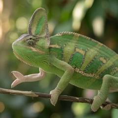 Veiled Chameleon