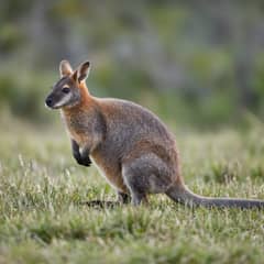 Bennett's wallaby standing upright in a grassy field