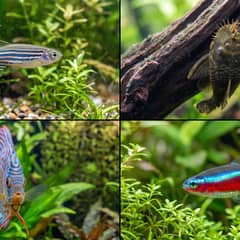 Grid of a zebra danio, bristlenose pleco, discus, and cardinal tetra