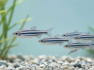 Zebra Danio