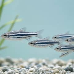 Zebra Danio