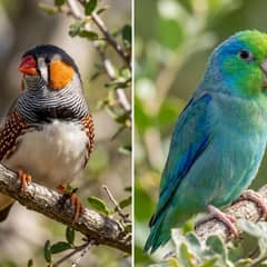 Grid of a zebra finch and a parrotlet