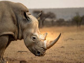 A white rhinoceros in profile on dry grassland with its front horn lit and clearly visible